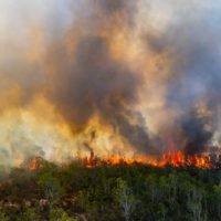 Wildfire Wildfire